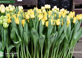 Tulipa Yellow Crown ® (2)